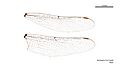 Austroaeschna ingrid male wings (34209480384)