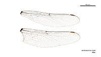 Austroaeschna ingrid male wings (34209480384)