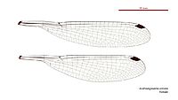 Austroargiolestes calcaris female wings (34018042363)