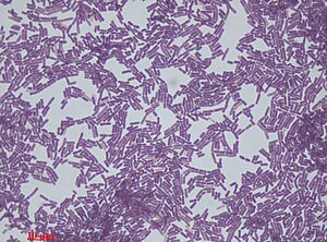 Bacillus species