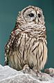 Barred Owl (Strix varia) at the Audubon Aquarium of the Americas