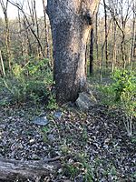 Big Tree at Hinkson Creek Cemetery in Boone County, Mo.jpg