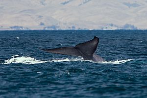 Blue whale tail