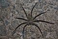 Brown Huntsman Spider (Heteropoda venatoria) (6747996233)