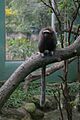 Callicebus ornatus