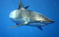 Carcharhinus falciformis off Cuba.jpg