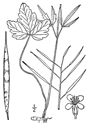 Cardamine angustata O.E. Schulz slender toothwortf