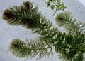 CeratophyllumSubmersum