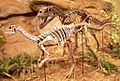 Ceratosaurus & Dryosaurus