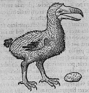 Clusius dodo