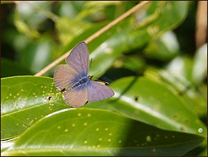 Common Grass Blue Butterfly.jpg