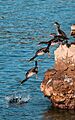 Composite image of Gulosus aristotelis jumping into the sea (Croatia)