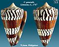 Conus generalis 7