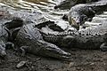 Crocodylus acutus 05