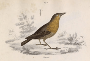 Cyphorhinus thoracicus Tschudi 1846.png