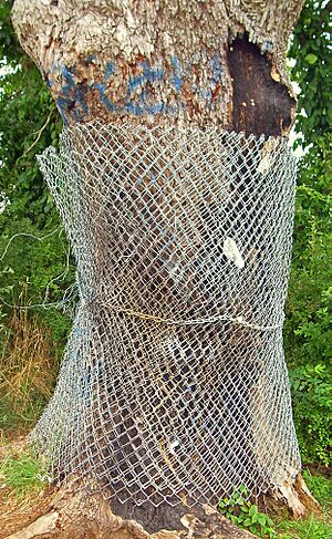 Devil's Tree protection