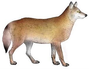 Dogs, jackals, wolves, and foxes (Plate III) C. l. mogollonensis mod