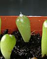 Echinocactus platyacanthus 16days 1