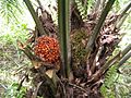 Elaeis guineensis fruits on tree