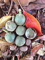 Elaeocarpus bancroftii fruit and nuts