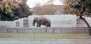 Elephant Honolulu Zoo 1958