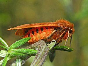 Erebidae - Phragmatobia fuliginosa.JPG
