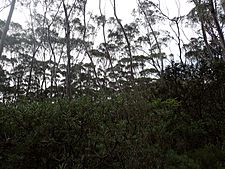 Eucalyptus approximans habit