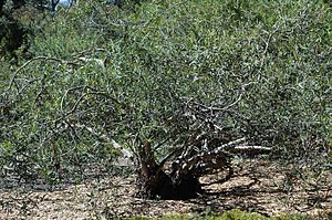 Eucalyptus deuaensis habit.jpg