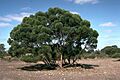 Eucalyptus talyuberlup