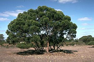 Eucalyptus talyuberlup.jpg