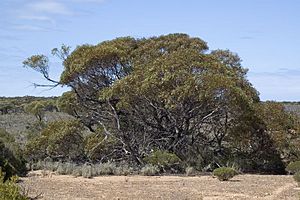 Eucalyptus yalatensis.jpg