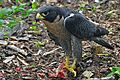 Falco peregrinus -Nova Scotia, Canada -eating-8