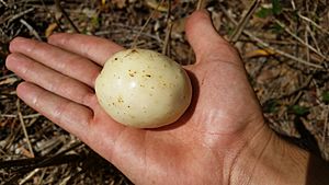 Faradaya splendida fruit on palm of hand.jpg