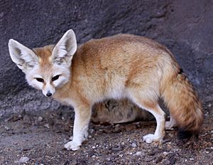 Fennec Fox Vulpes zerda.jpg