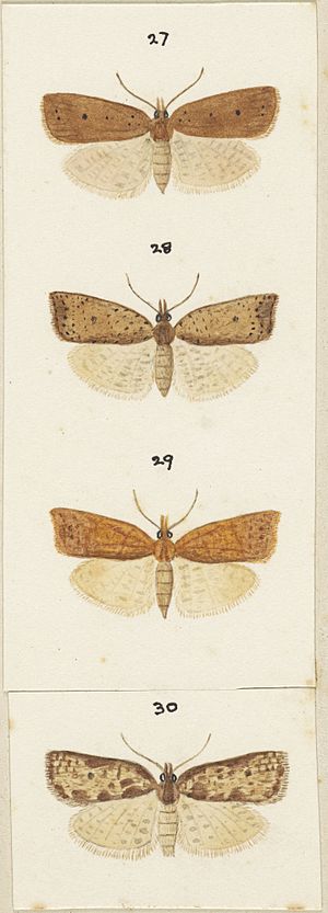 Fig 27 - 30 Tortrix excessana Plate XXIV The butterflies (cropped)