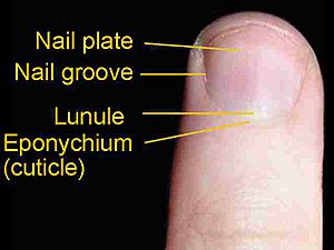 Fingernail label