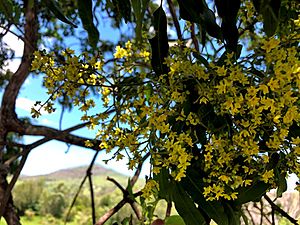 Flindersia xanthoxyla flowers.jpg
