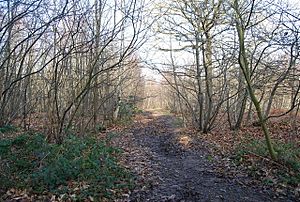 Footpath, Thornden Wood - geograph.org.uk - 1143352.jpg