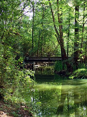 Forest Bridge in The Woodlands