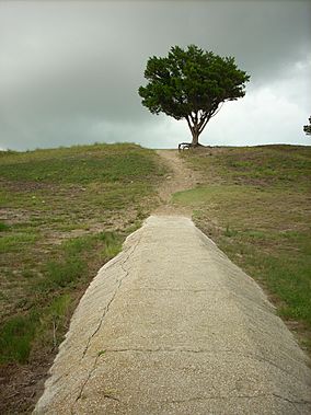 Fort Fisher State Recreation Area Lone Tree.JPG