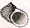 Fossarina patula 001