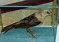 FregilupusVarius