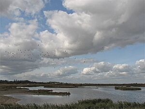 Freshwater lagoon, Oare Marshes - geograph.org.uk - 1601817