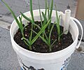 Garlic in container