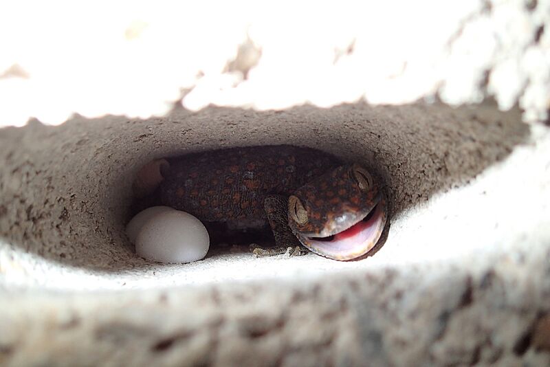 Gekko gecko 86791002