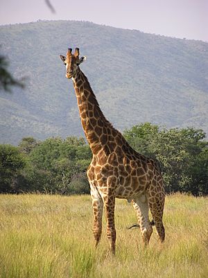 Giraffe standing