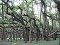 Great banyan tree kol