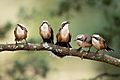 Grey-crowned Babblers 1605