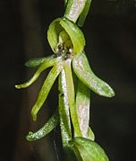 Habenaria tridactylites 97C02