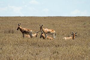 Hartebeests Serengeti